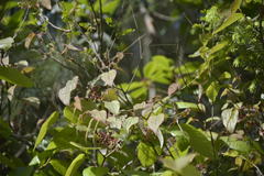 Smilax elegans