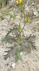 Brassica juncea