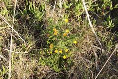 Oedera imbricata