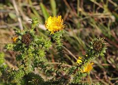 Oedera imbricata