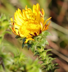 Oedera imbricata