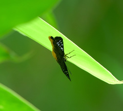 Mooreana trichoneura