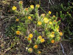 Oedera imbricata