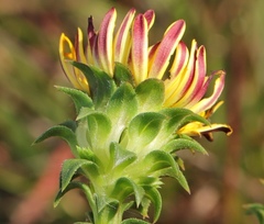 Oedera imbricata