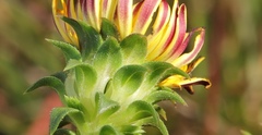 Oedera imbricata