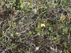 Bossiaea ornata