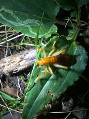 Nippancistroger testaceus