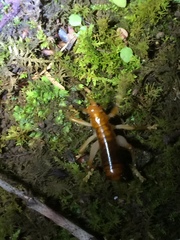 Nippancistroger testaceus