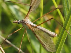 Tipula