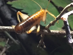 Nippancistroger testaceus