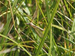 Tipula
