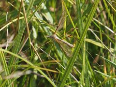 Tipula