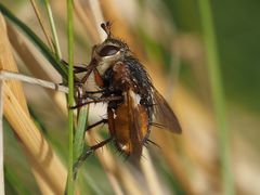 Tachina fera
