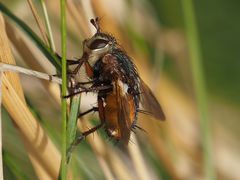 Tachina fera