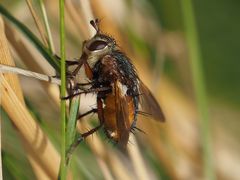 Tachina fera