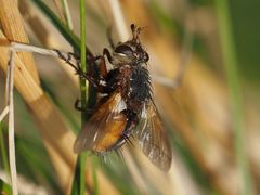 Tachina fera