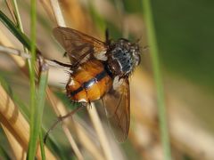 Tachina fera