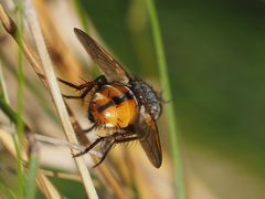 Tachina fera
