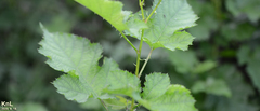 Rubus crataegifolius