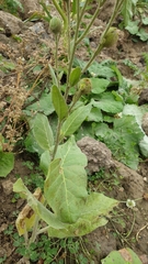 Nicotiana rustica