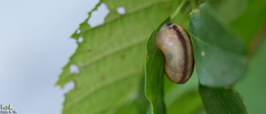 Nesiohelix samarangae