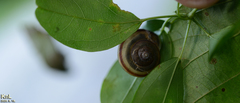 Nesiohelix samarangae