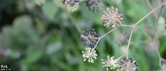 Aralia continentalis