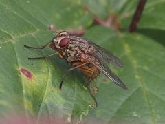 Phaonia valida