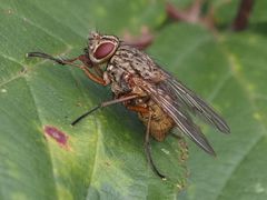 Phaonia valida