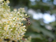 Toxorhynchites splendens