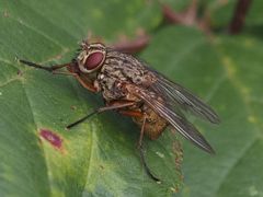 Phaonia valida