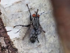 Sarcophagidae