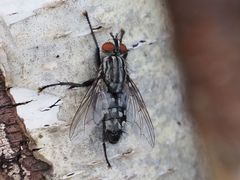 Sarcophagidae