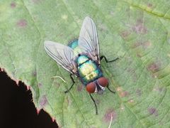 Lucilia