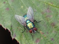 Lucilia
