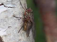 Phaonia valida