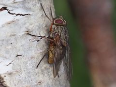 Phaonia valida