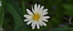 Lactuca indica