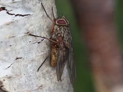 Phaonia valida