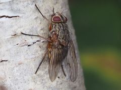 Phaonia valida