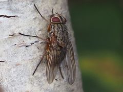 Phaonia valida
