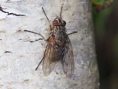 Phaonia valida