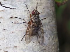 Phaonia valida