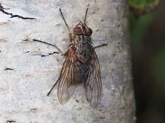 Phaonia valida