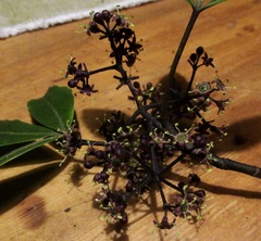 Pseudopanax macintyrei