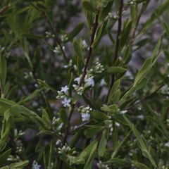 Styphelia mutica