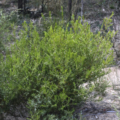 Styphelia mutica