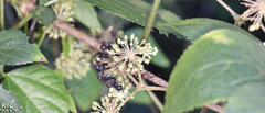 Aralia continentalis