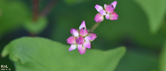 Persicaria thunbergii