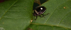 Menida